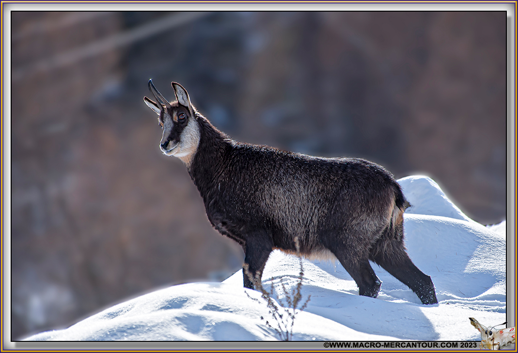 Chamois
